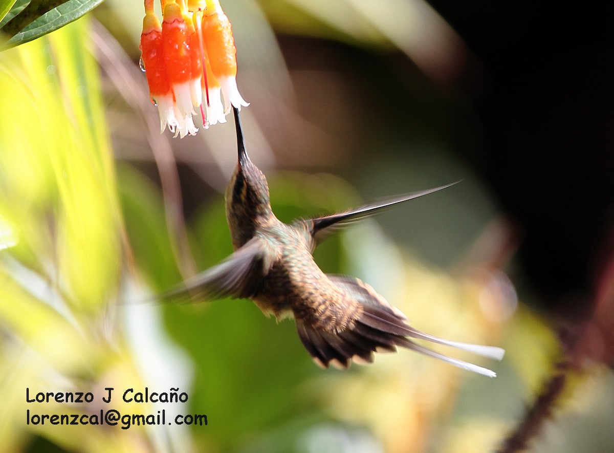 Straight-billed Hermit - ML174857501