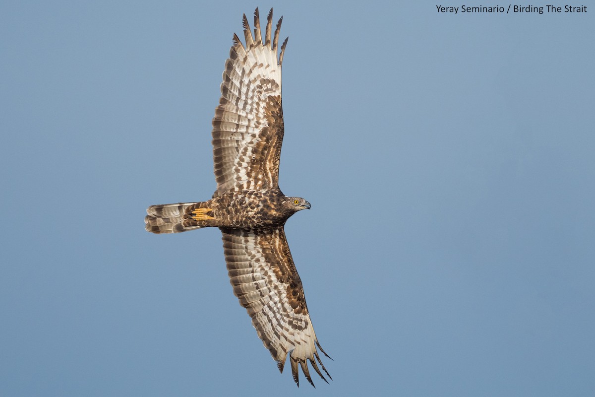 European Honey-buzzard - Yeray Seminario