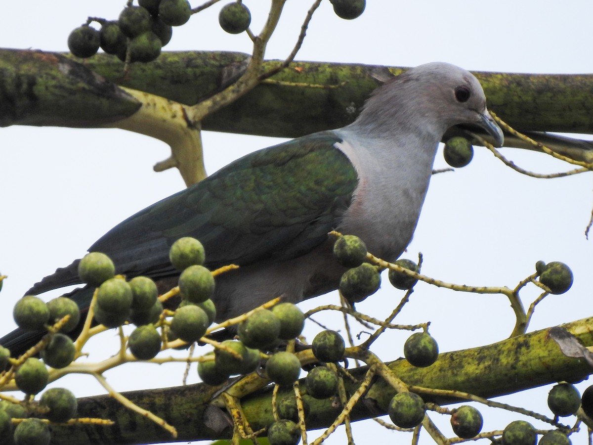 Green Imperial-Pigeon - Pam Rasmussen