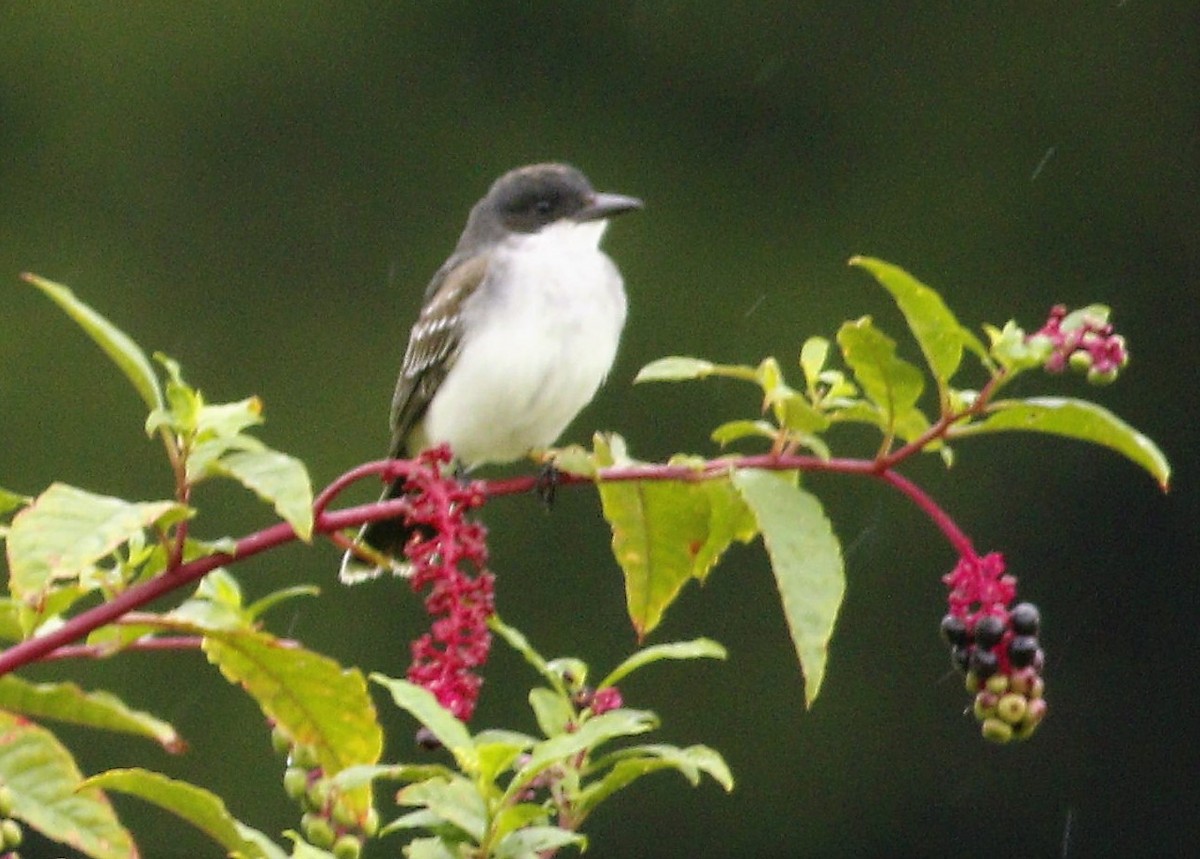 Eastern Kingbird - ML174858681