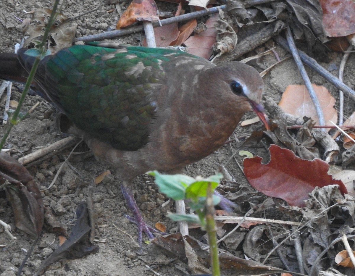 holub zelenokřídlý - ML174859391