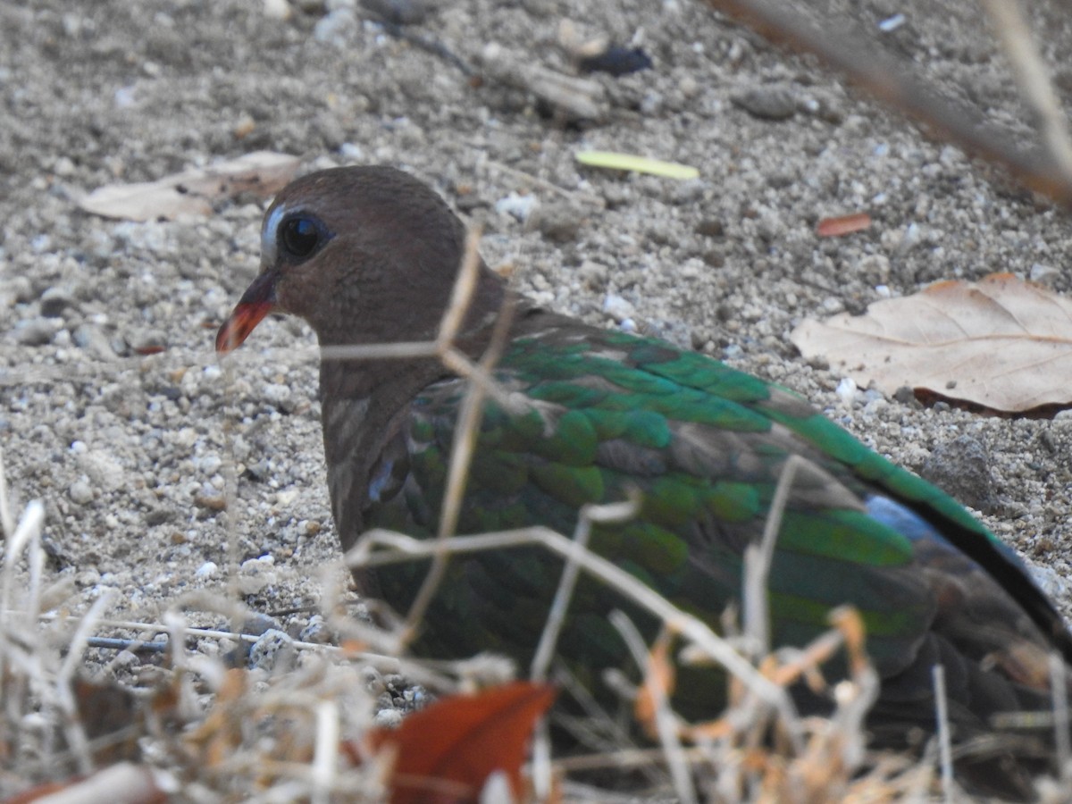 Asian Emerald Dove - Pam Rasmussen