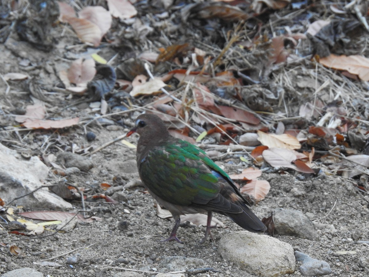 holub zelenokřídlý - ML174859411