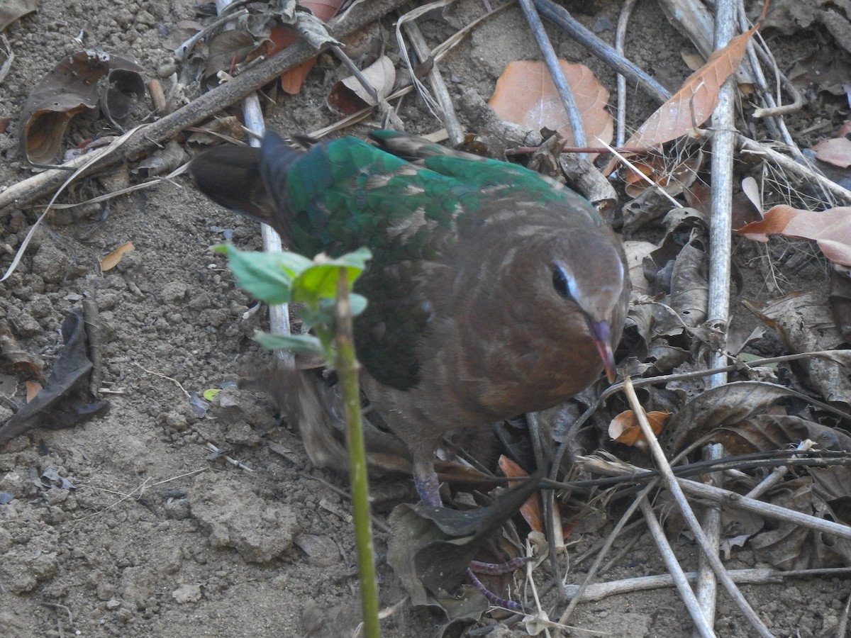 holub zelenokřídlý - ML174859421