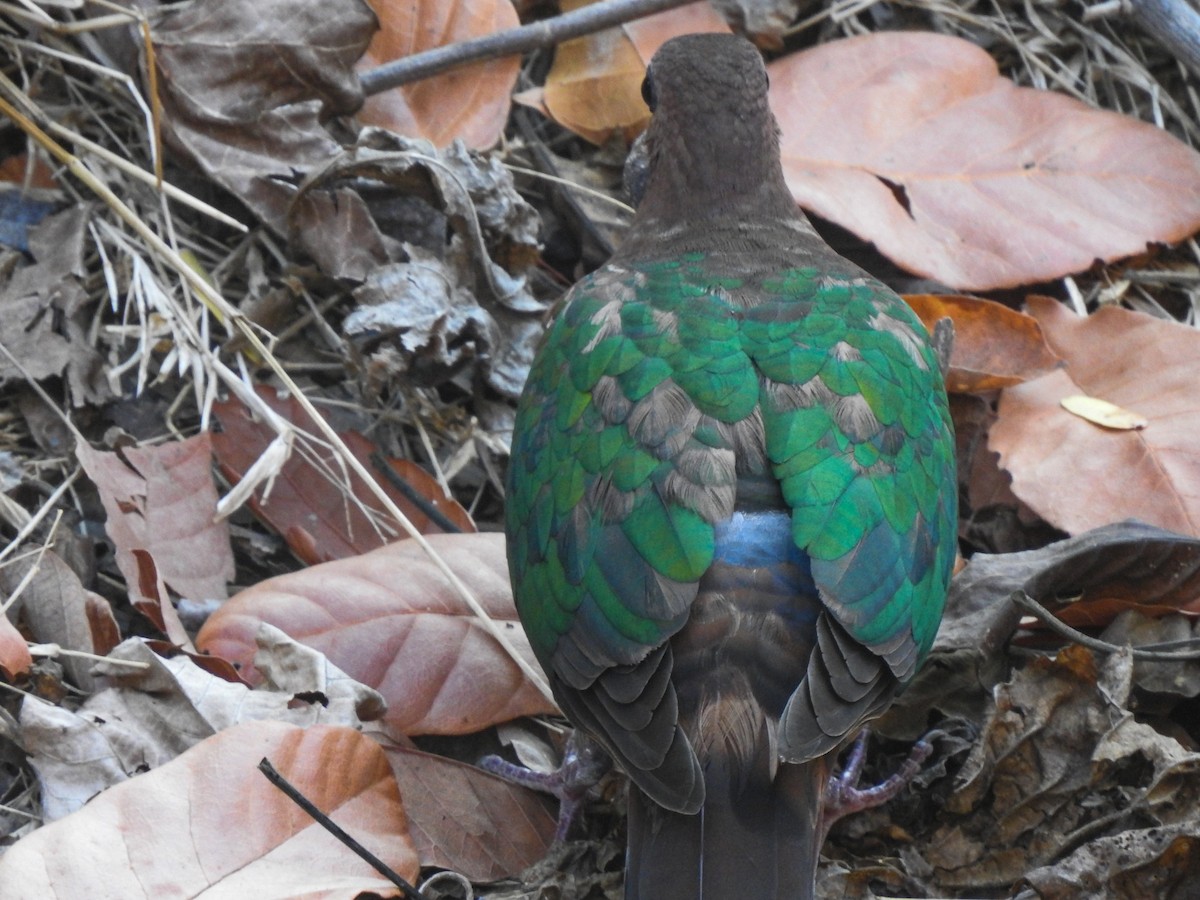 holub zelenokřídlý - ML174859431