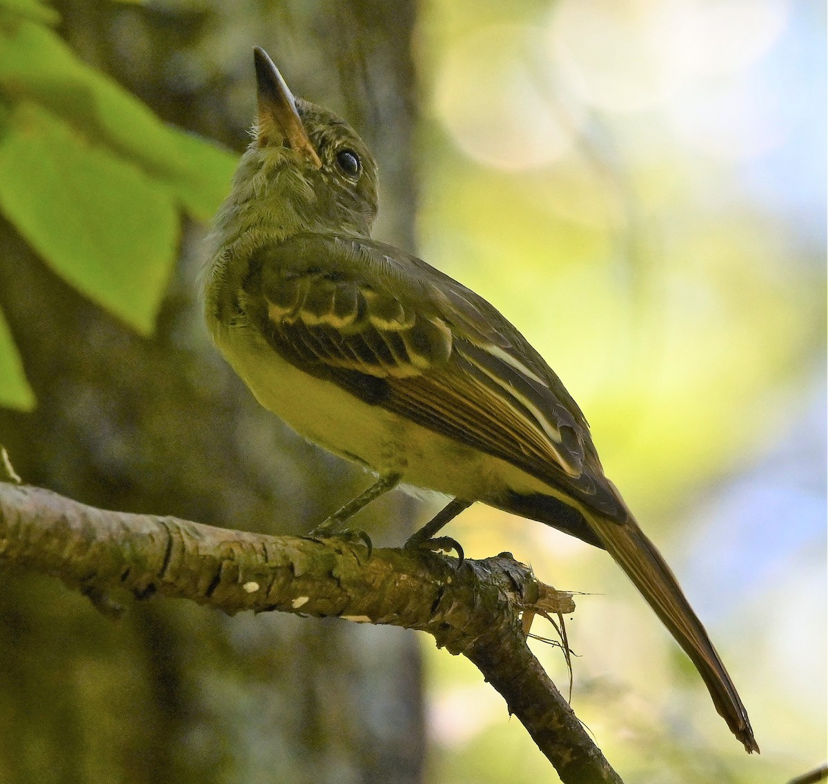 Great Crested Flycatcher - ML174860541