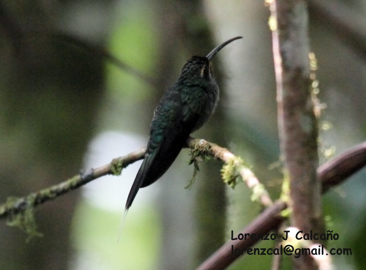 Green Hermit - Lorenzo Calcaño