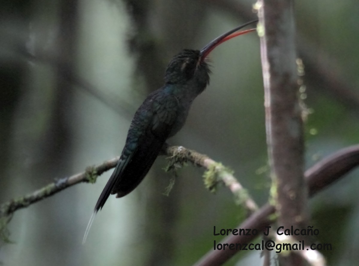 Green Hermit - Lorenzo Calcaño