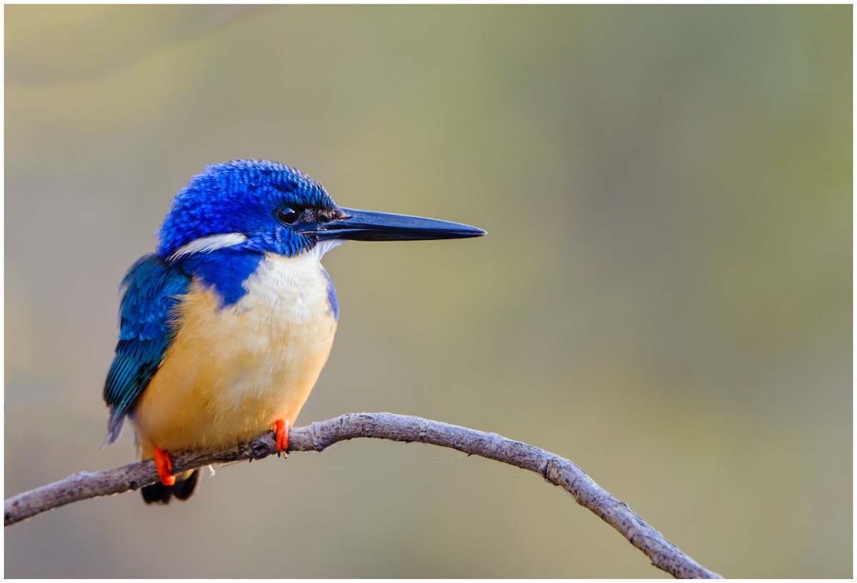 Half-collared Kingfisher - Mark Samuelsson