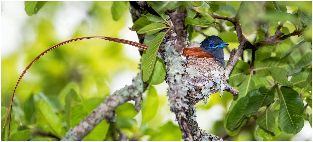 African Paradise-Flycatcher - ML174862731