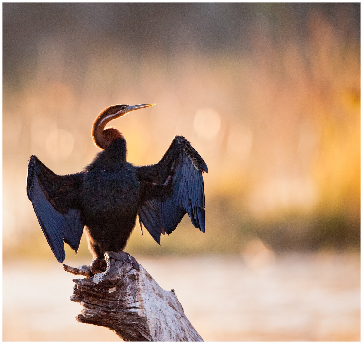 Yılanboyun - ML174863051