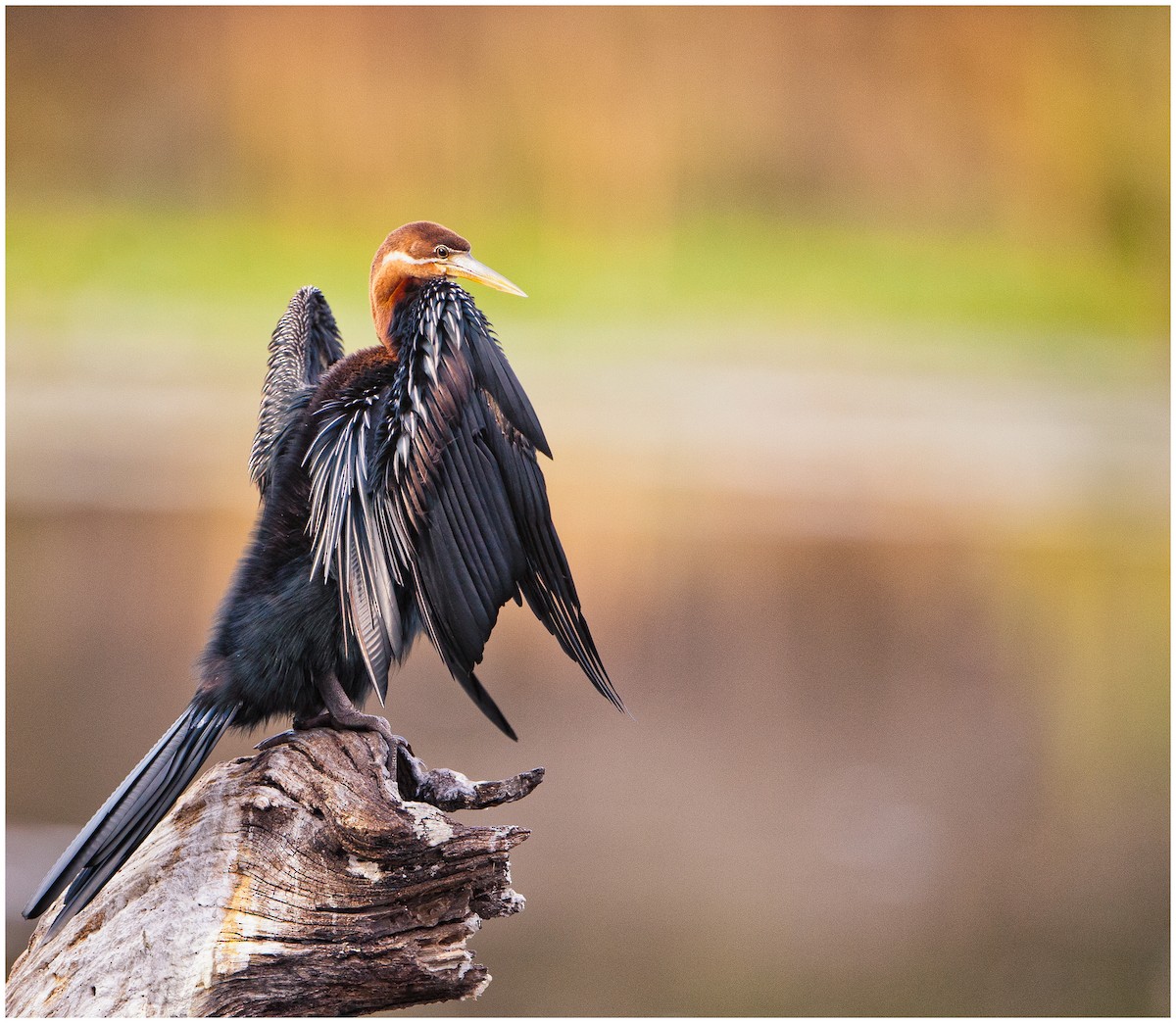 African Darter - ML174863241
