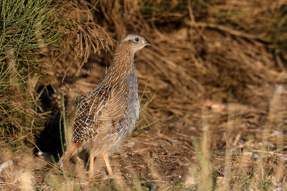 Gray Partridge - Manuel Segura Herrero