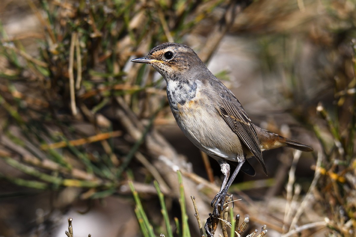 Bluethroat - ML174863581