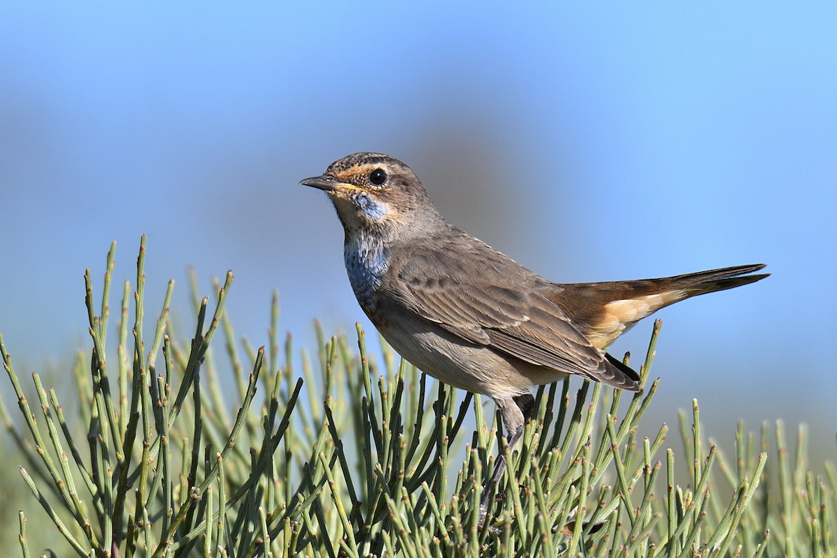 Bluethroat - Manuel Segura Herrero