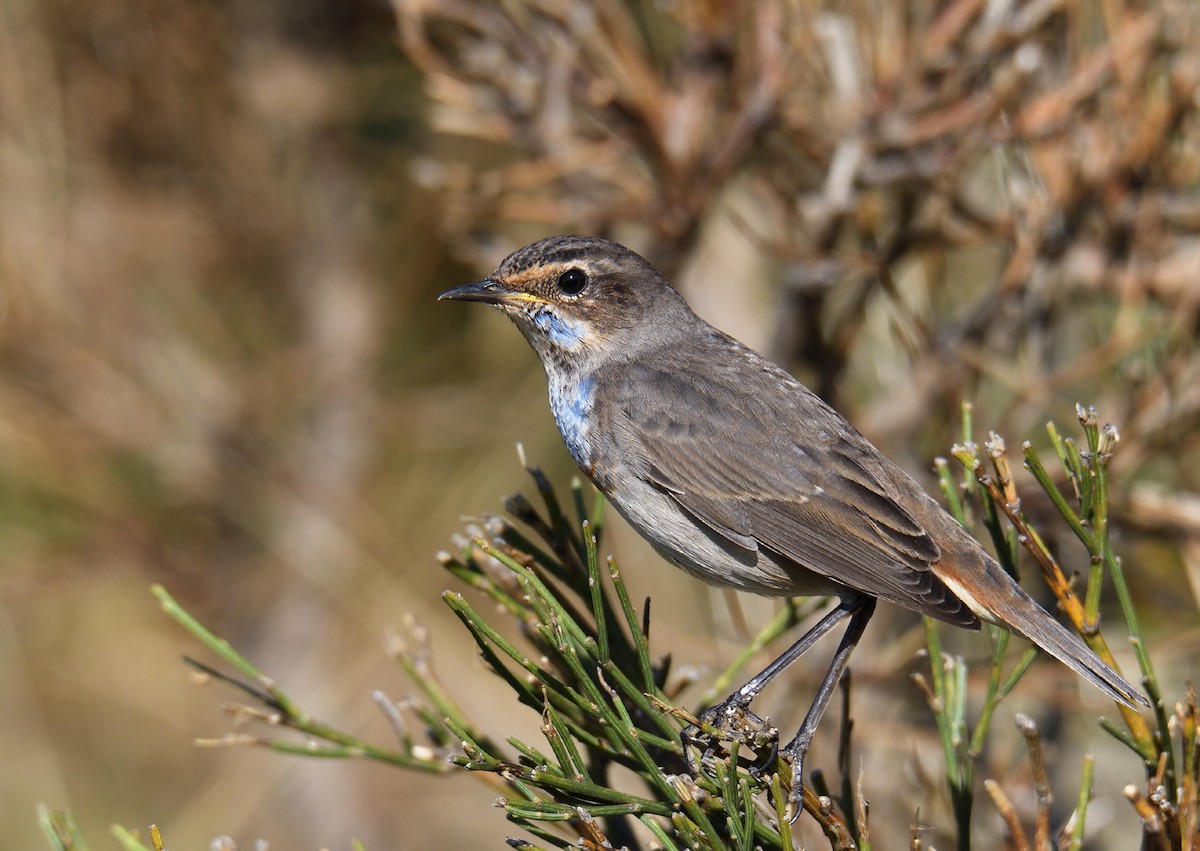 Bluethroat - ML174863671