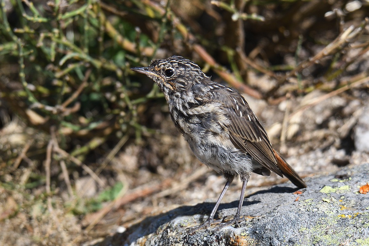 Bluethroat - ML174863681