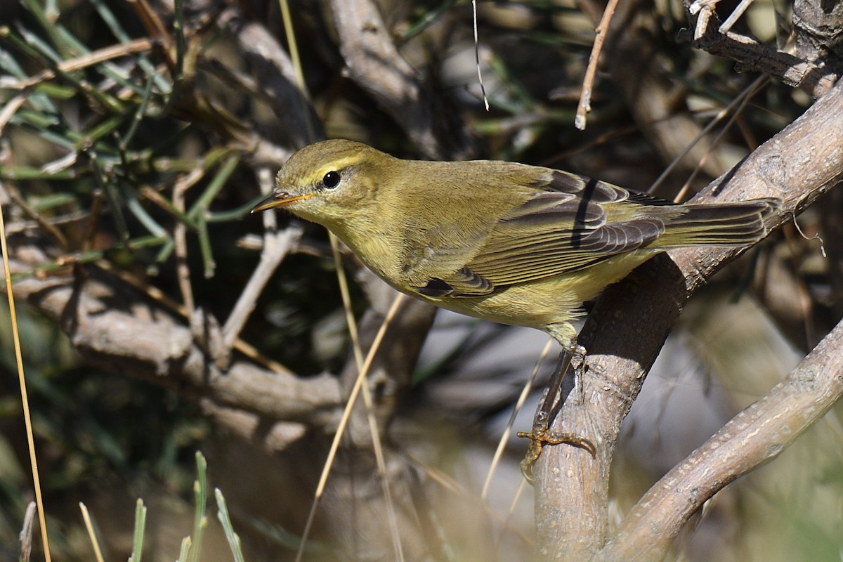 Willow Warbler - ML174863781