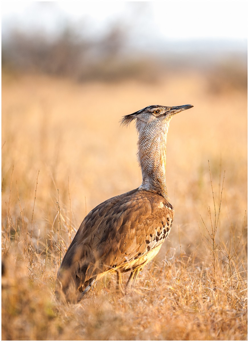 Kori Bustard - ML174864001