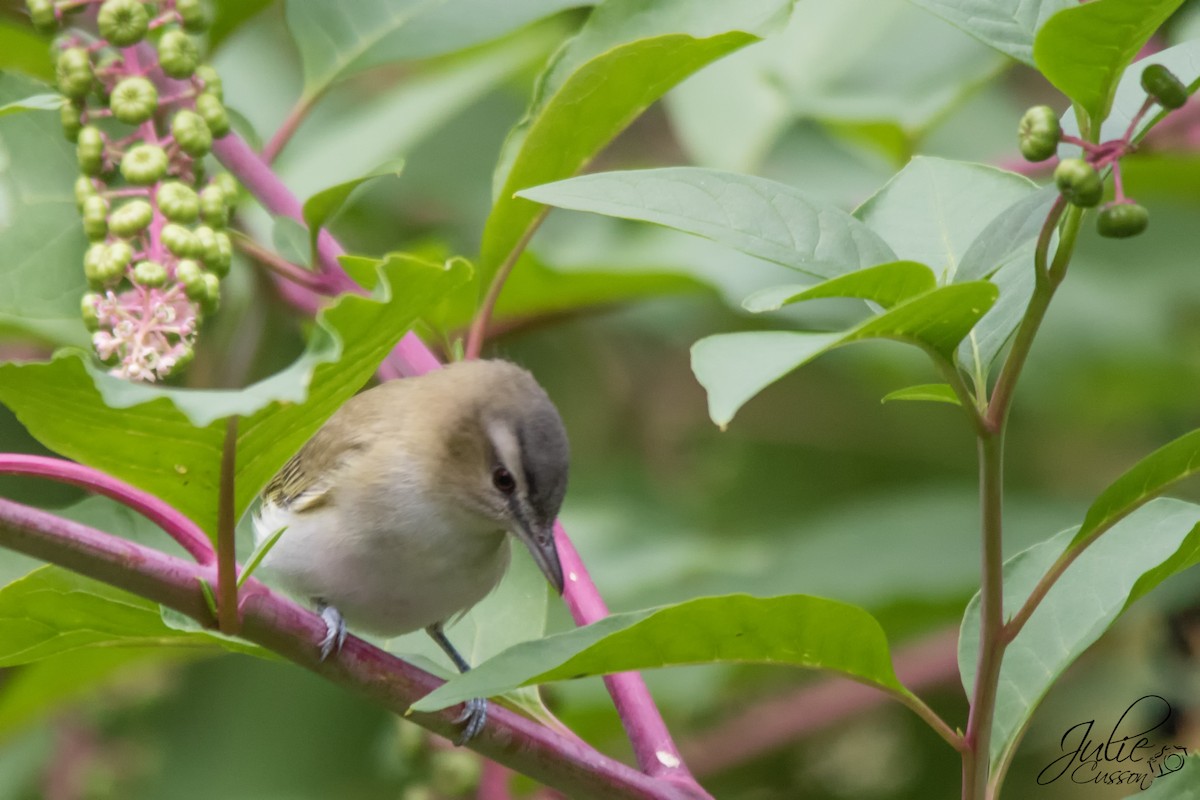 Red-eyed Vireo - Julie Cusson