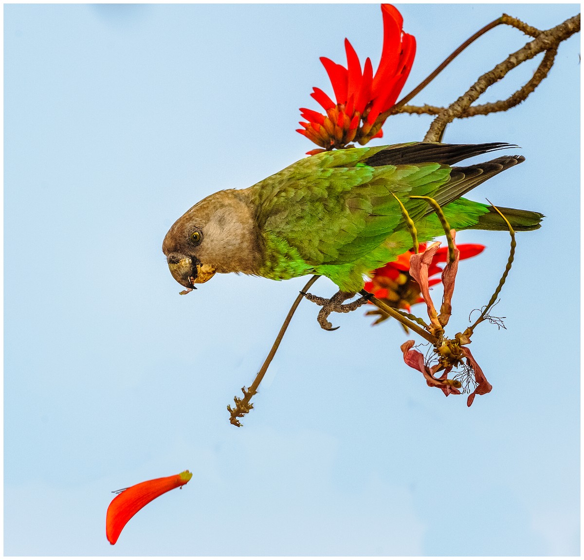 Boz Başlı Papağan - ML174864681