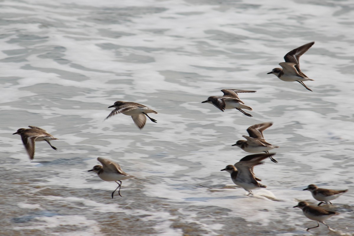 Tibetan Sand-Plover - ML174864871