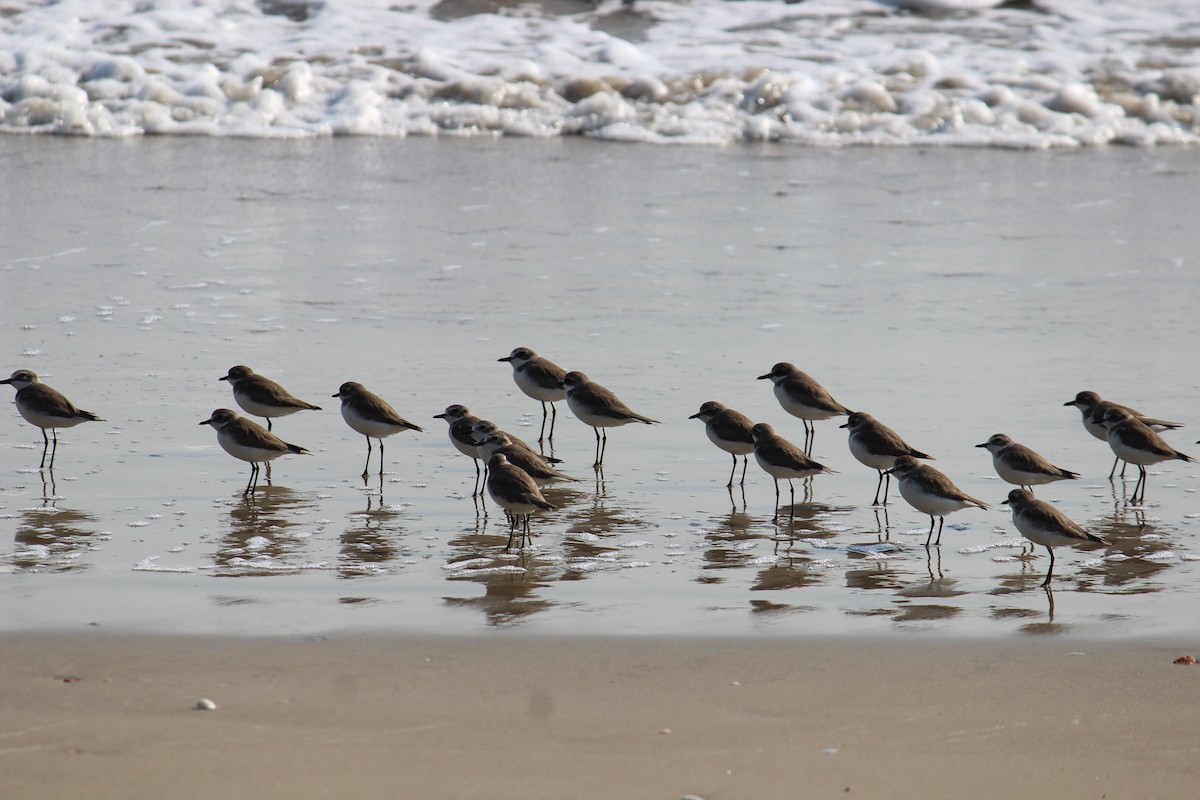 Tibetan Sand-Plover - ML174864881