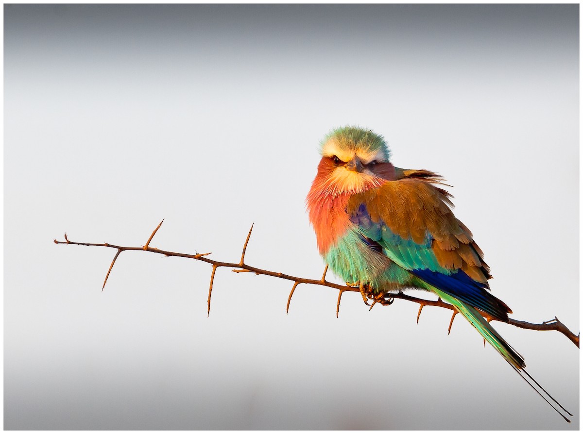 Leylak Renkli Gökkuzgun - ML174864941