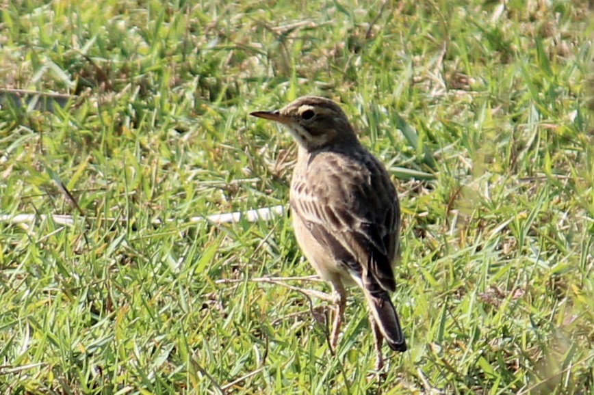 Paddyfield Pipit - ML174864971