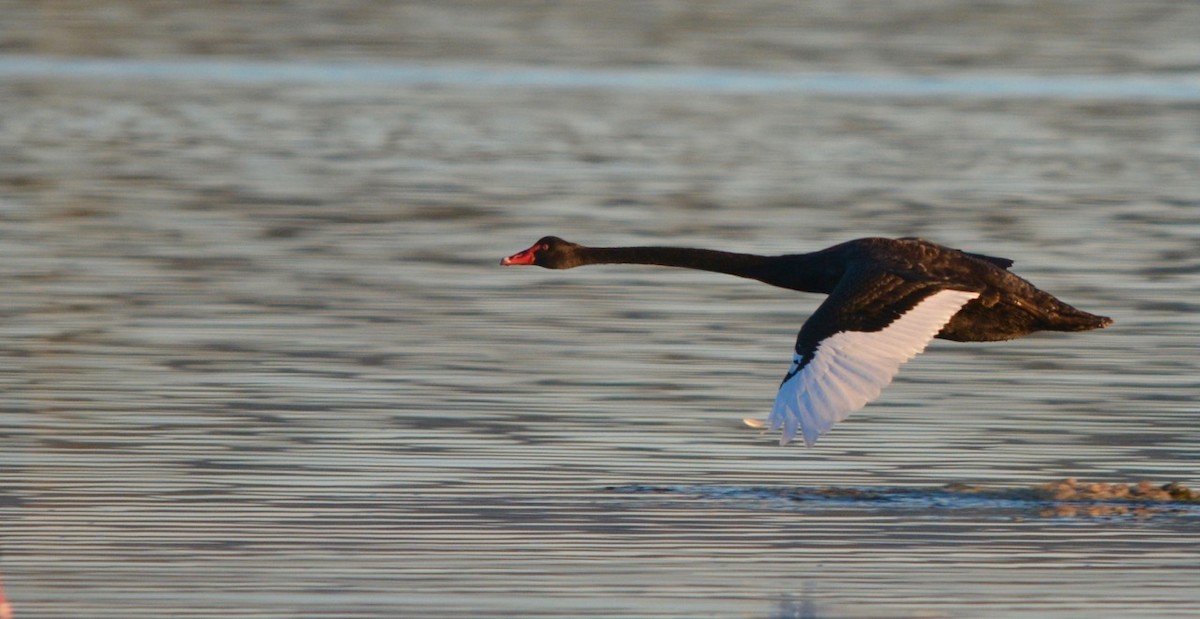 Cygne noir - ML174865031