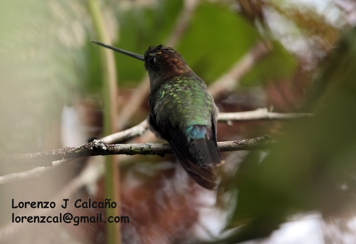 kolibřík zelenočelý - ML174865061