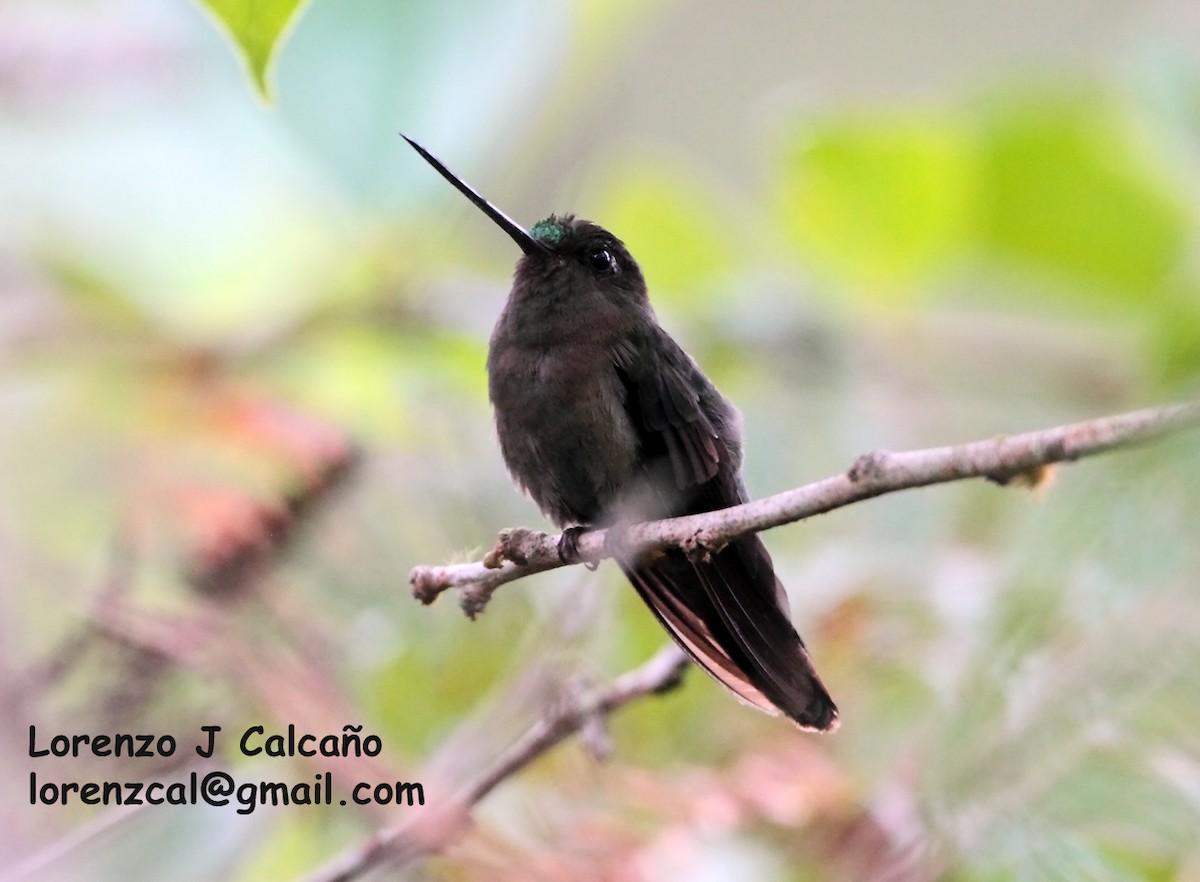 kolibřík zelenočelý - ML174865121