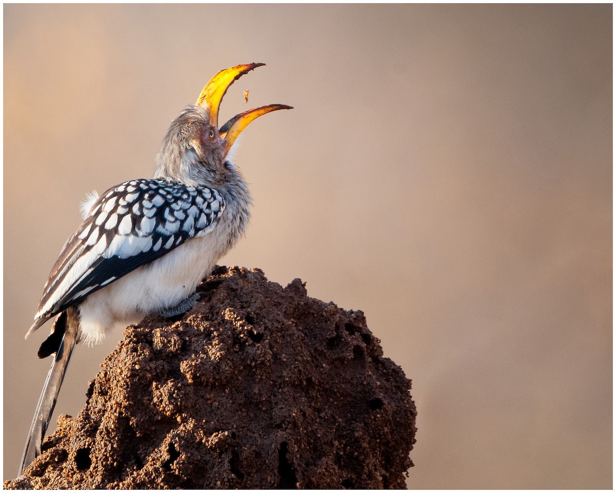 Southern Yellow-billed Hornbill - ML174865171