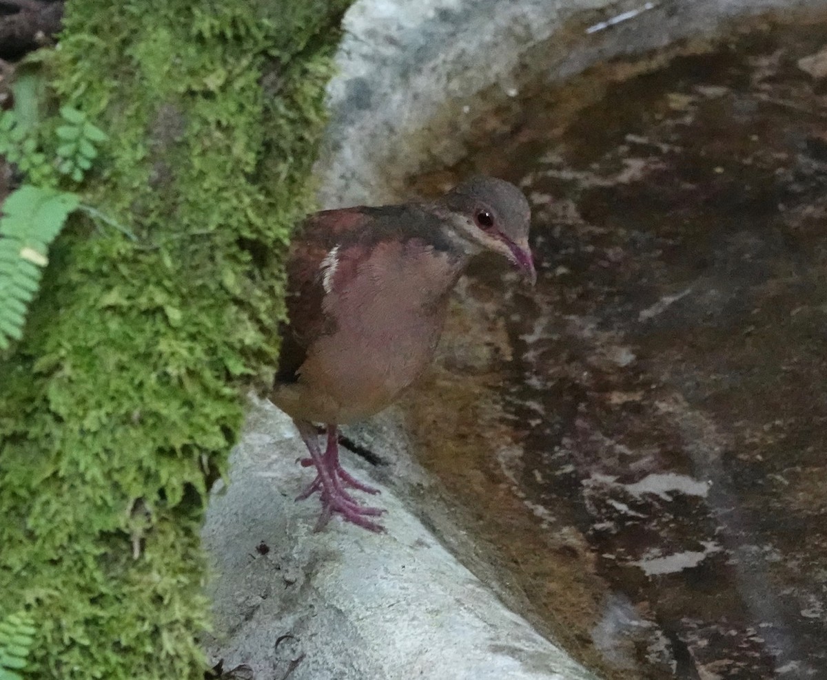 holub hnědočervený - ML174866931