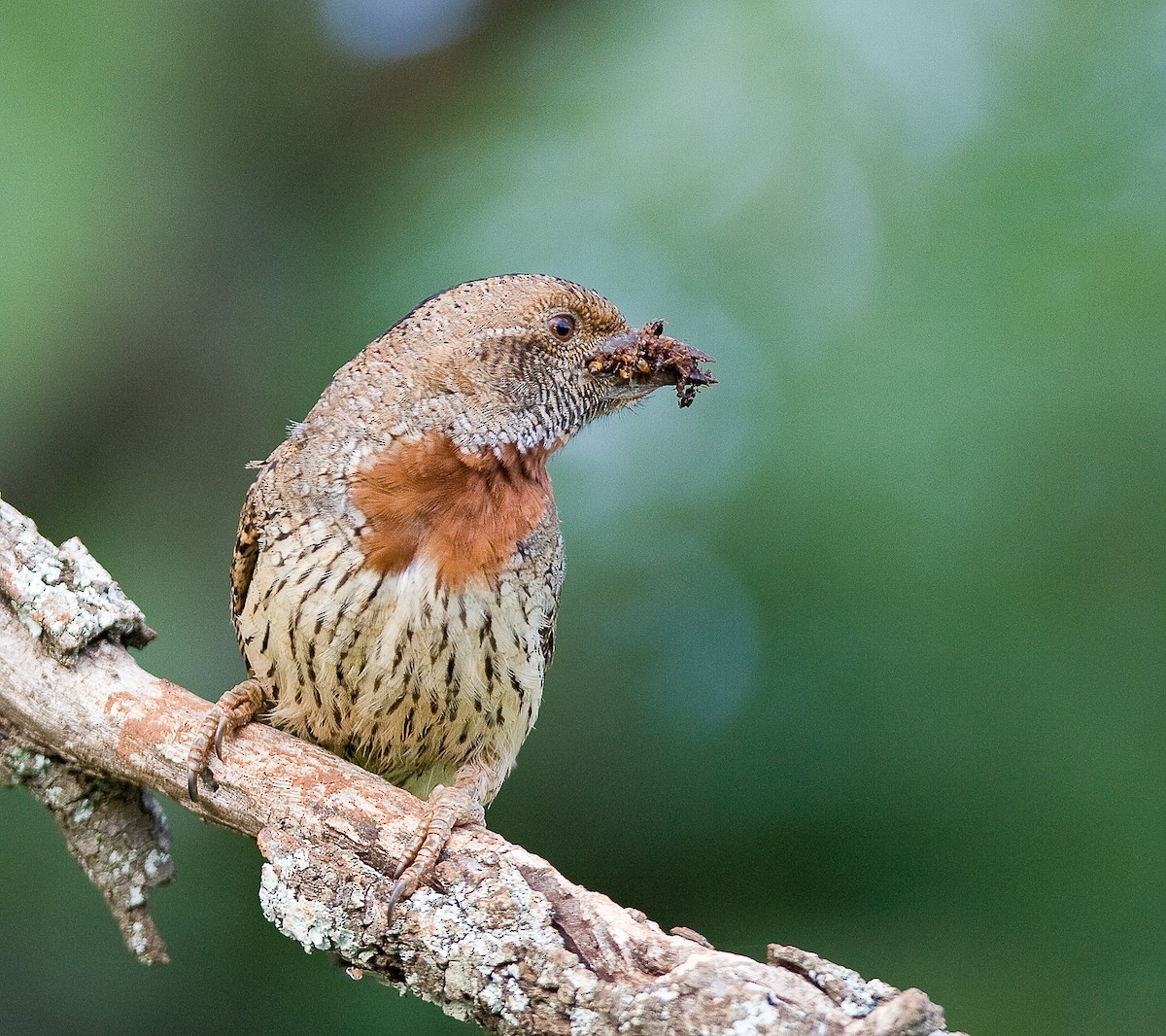 Red-throated Wryneck - ML174867261