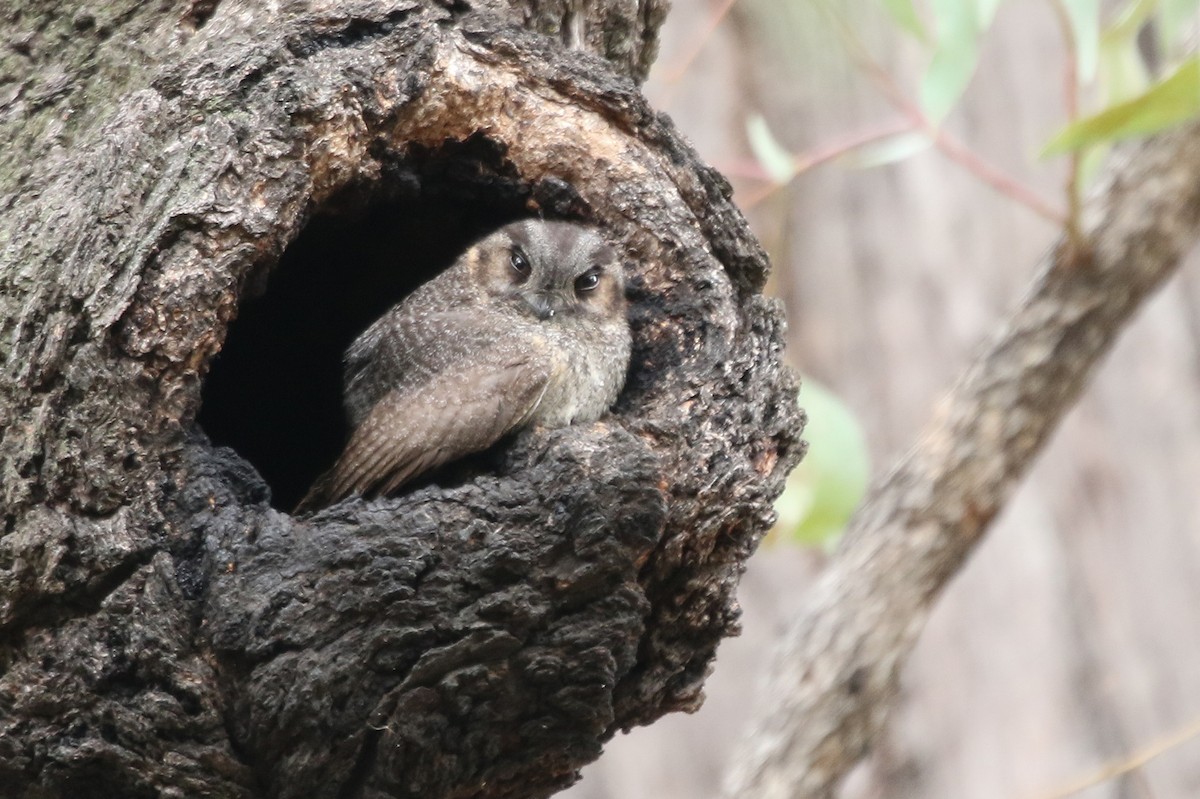 Australian Owlet-nightjar - David Ongley