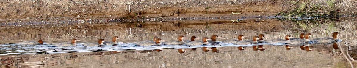 Common Merganser - ML174868831