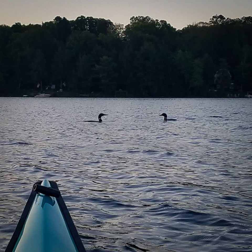 Common Loon - ML174869051