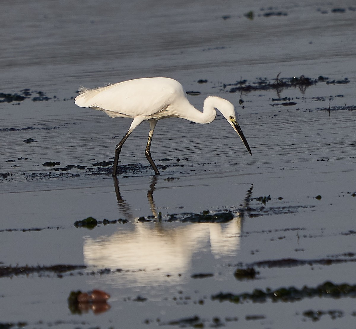 Little Egret - Steven Cheong