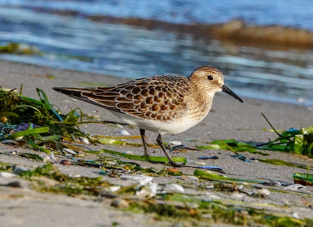 Baird's Sandpiper - Gale VerHague