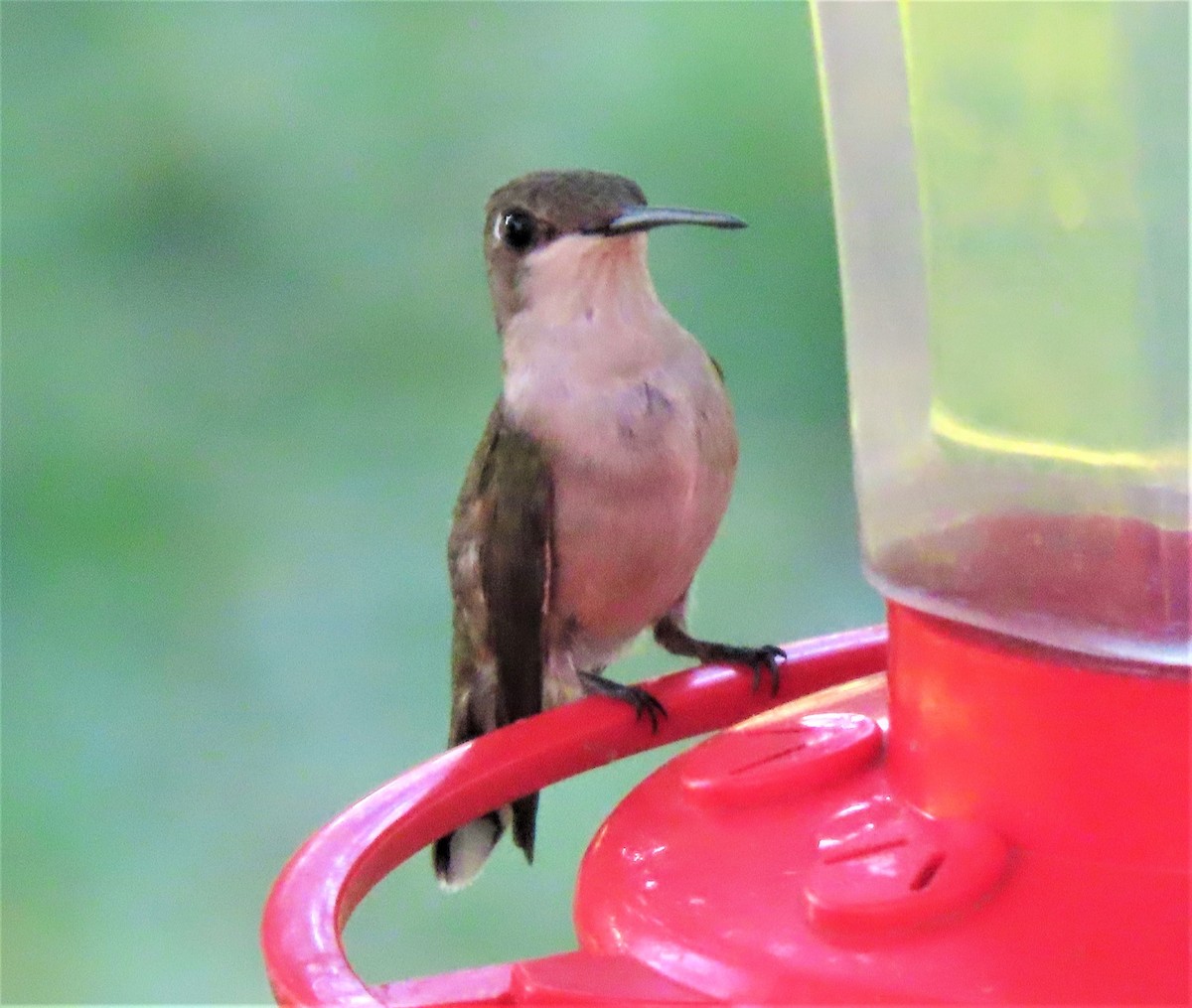 Colibrí Gorjirrubí - ML174870631