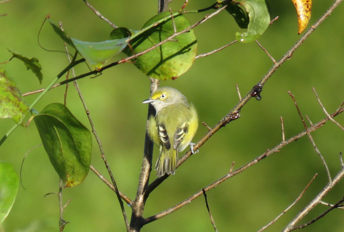 White-eyed Vireo - ML174871371