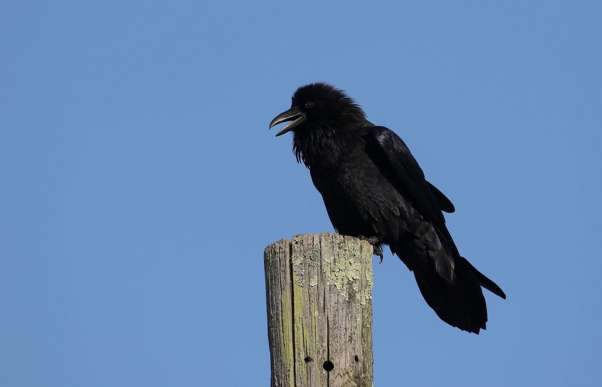 Common Raven - ML174872971