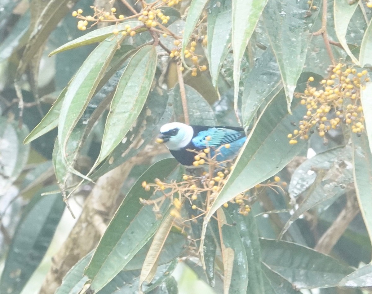 Masked Tanager - ML174874291