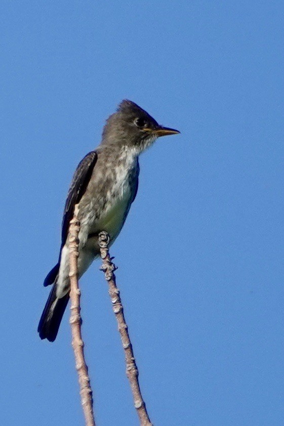 Olive-sided Flycatcher - ML174878051