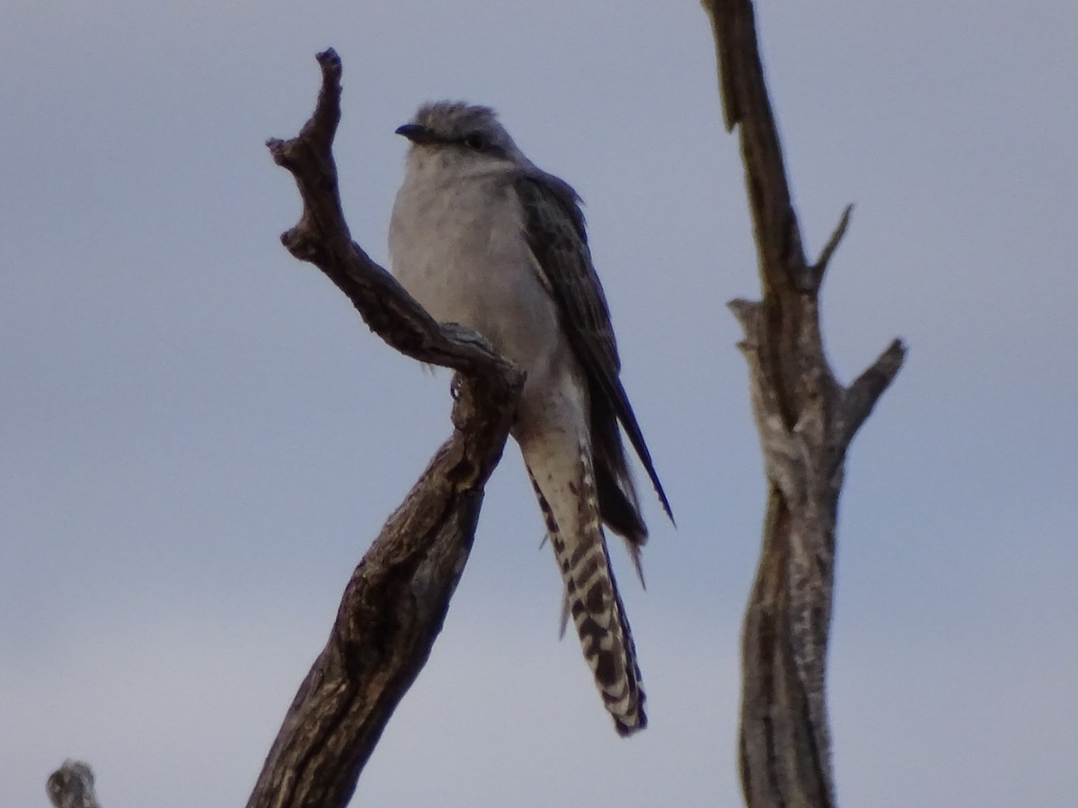 Pallid Cuckoo - ML174879311