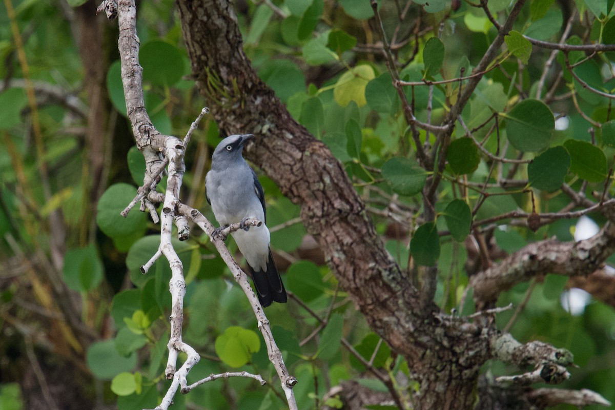 White-rumped Cuckooshrike - ML174881351