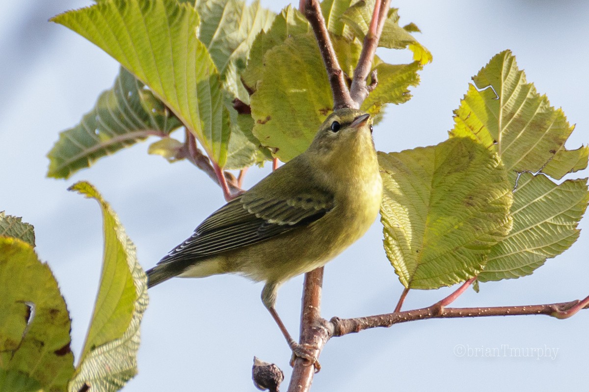 Tennessee Warbler - ML174881381