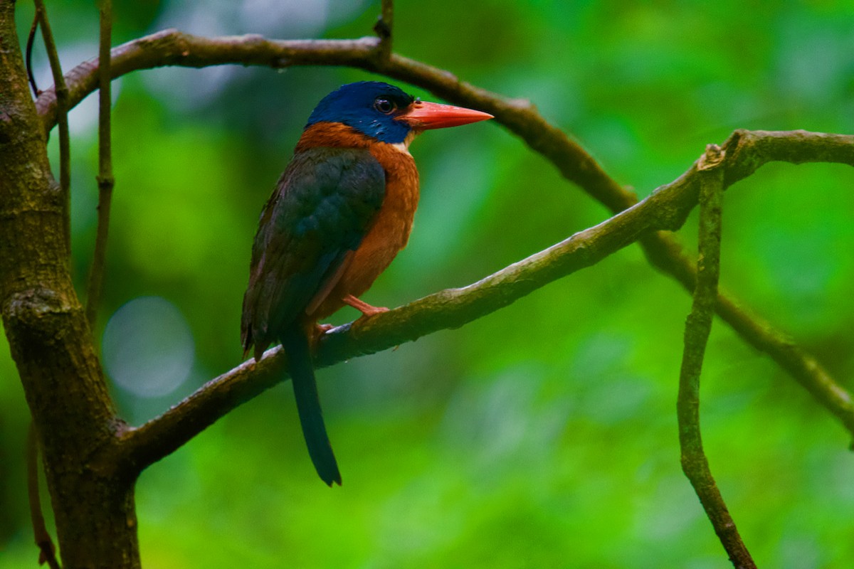 Green-backed Kingfisher - ML174881901