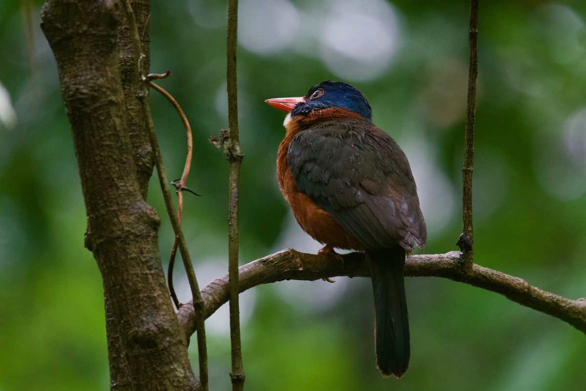 Green-backed Kingfisher - Qin Huang